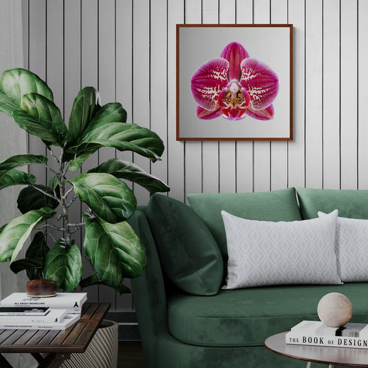 Tiger Orchid Poster Print, Wall Art, Printed on Premium Semi-Glossy Paper