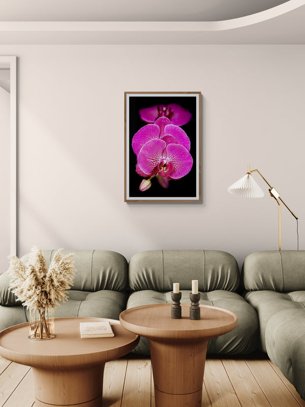 Pink Orchid Cluster Poster Print, Wall Art Printed on Premium Semi-Glossy Paper